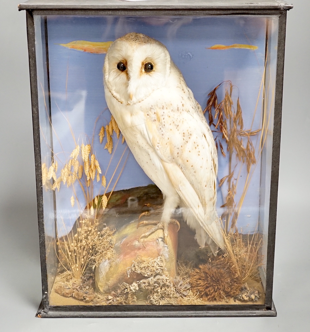 A taxidermy perched barn owl by G&J Ambrose, Colchester in glazed wooden case - 40cm high